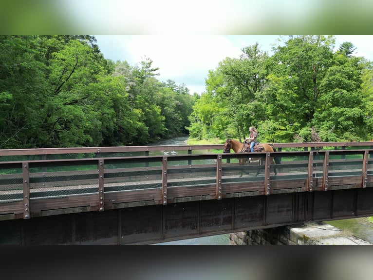 American Quarter Horse Castrone 6 Anni 150 cm Falbo in Rebersburg, PA