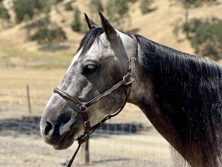 American Quarter Horse Castrone 6 Anni 150 cm Grigio in Paicines CA