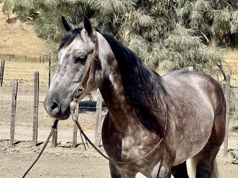 American Quarter Horse Castrone 6 Anni 150 cm Grigio in Paicines CA