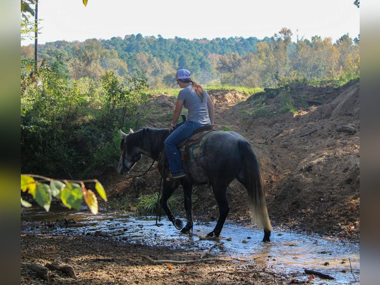 American Quarter Horse Castrone 6 Anni 150 cm Grigio in RUsk TX