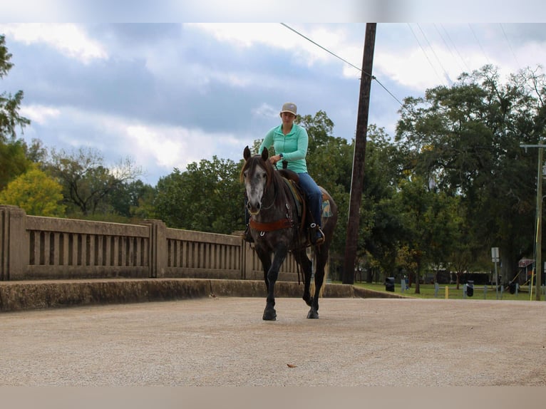 American Quarter Horse Castrone 6 Anni 150 cm Grigio in RUsk TX
