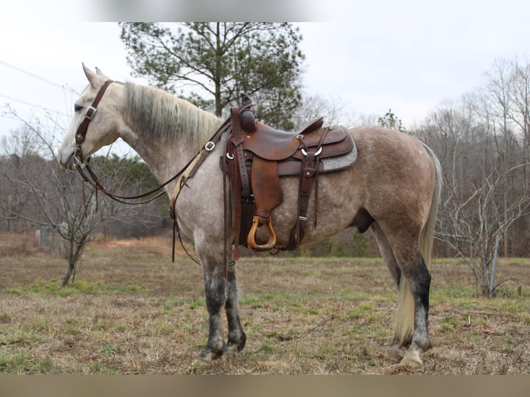 American Quarter Horse Castrone 6 Anni 150 cm Grigio pezzato in Cherryville NC