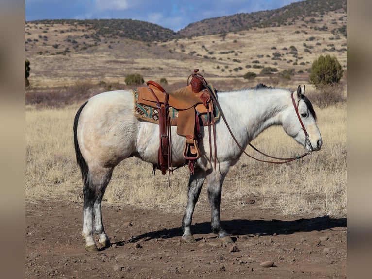 American Quarter Horse Castrone 6 Anni 150 cm Grigio in Camp Verde, AZ