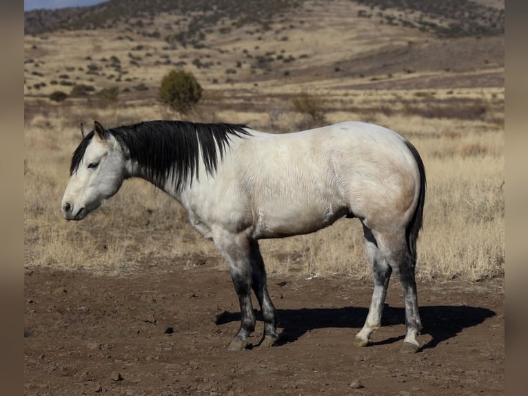 American Quarter Horse Castrone 6 Anni 150 cm Grigio in Camp Verde, AZ