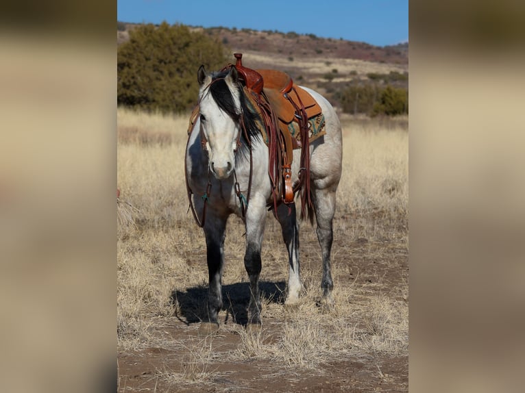 American Quarter Horse Castrone 6 Anni 150 cm Grigio in Camp Verde, AZ