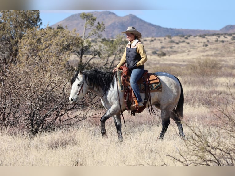 American Quarter Horse Castrone 6 Anni 150 cm Grigio in Camp Verde, AZ