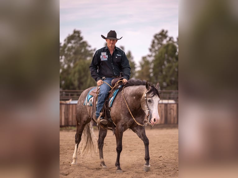 American Quarter Horse Castrone 6 Anni 150 cm Grigio in Canistota, SD