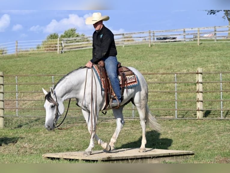 American Quarter Horse Castrone 6 Anni 150 cm Grigio in Jackson, OH