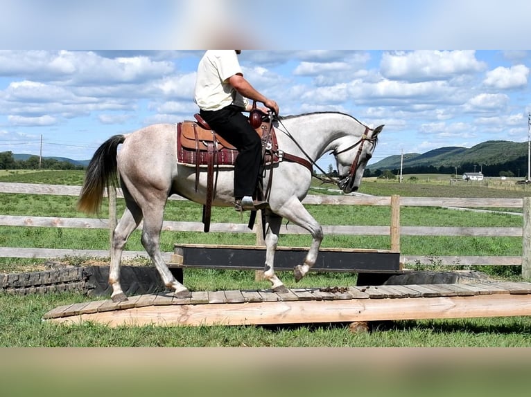 American Quarter Horse Castrone 6 Anni 150 cm Grigio in Rebersburg, PA
