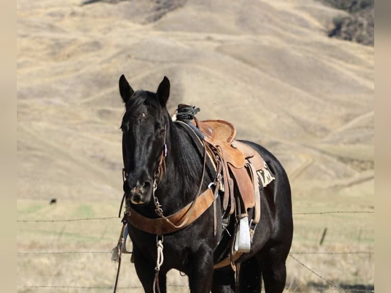 American Quarter Horse Castrone 6 Anni 150 cm Morello in Houston