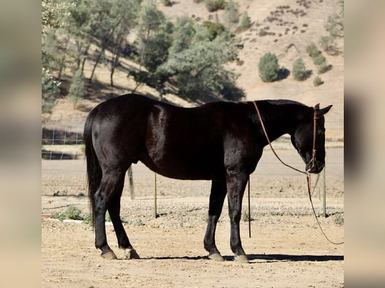 American Quarter Horse Castrone 6 Anni 150 cm Morello in Paicines CA