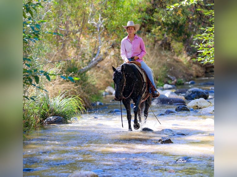 American Quarter Horse Castrone 6 Anni 150 cm Morello in Camp Verde