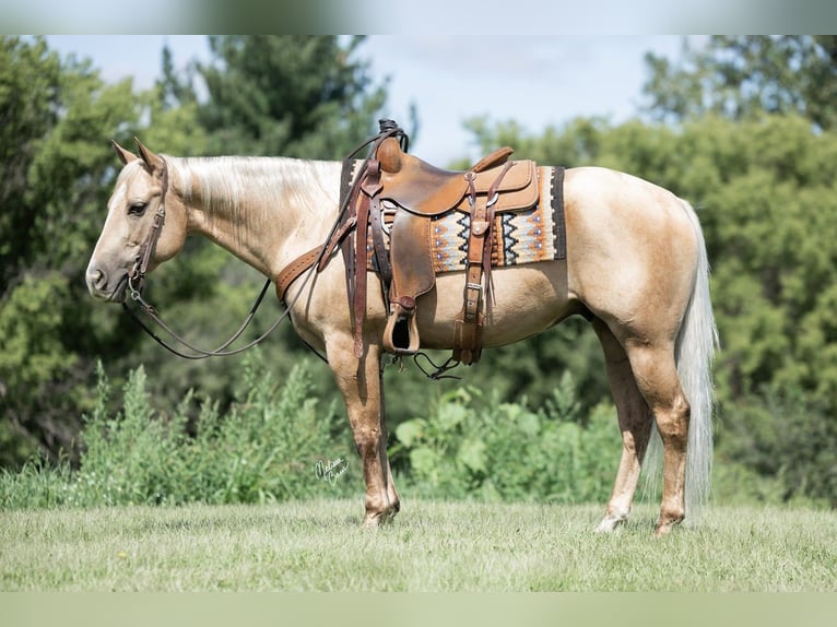 American Quarter Horse Castrone 6 Anni 150 cm Palomino in River Falls, WI