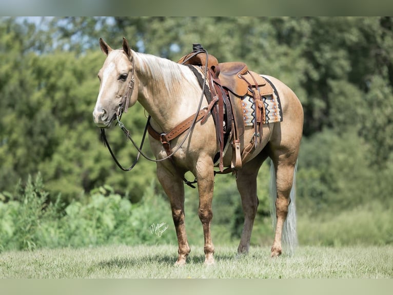 American Quarter Horse Castrone 6 Anni 150 cm Palomino in River Falls, WI