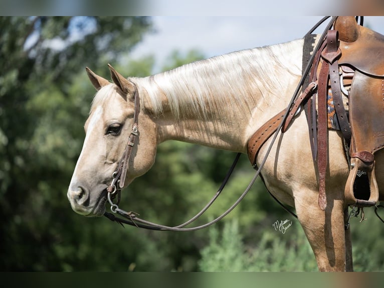 American Quarter Horse Castrone 6 Anni 150 cm Palomino in River Falls, WI