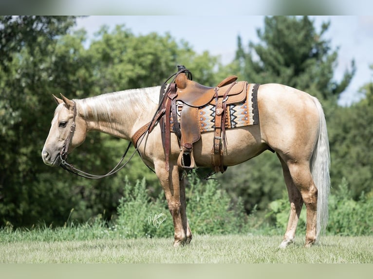 American Quarter Horse Castrone 6 Anni 150 cm Palomino in River Falls, WI