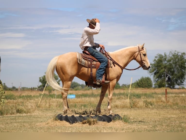 American Quarter Horse Castrone 6 Anni 150 cm Palomino in Atwater