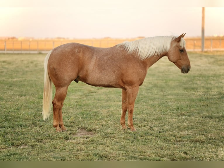 American Quarter Horse Castrone 6 Anni 150 cm Palomino in Amarillo, TX