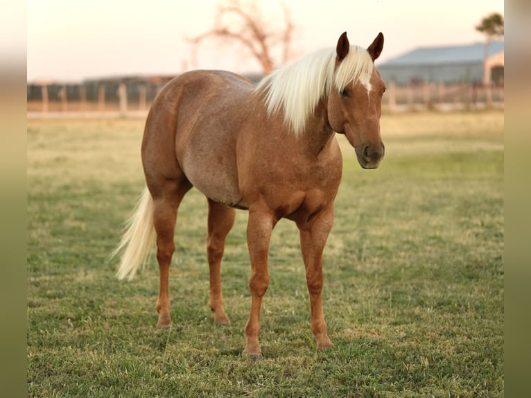 American Quarter Horse Castrone 6 Anni 150 cm Palomino in Amarillo, TX