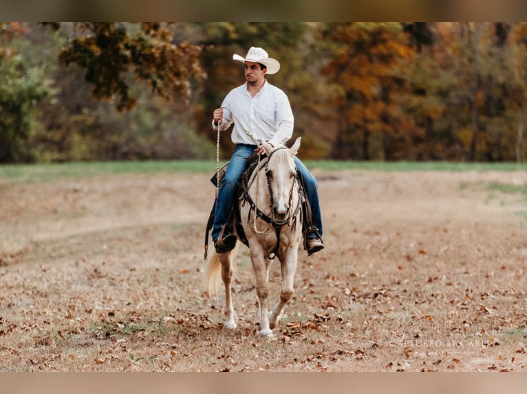 American Quarter Horse Castrone 6 Anni 150 cm Palomino in Lewistown