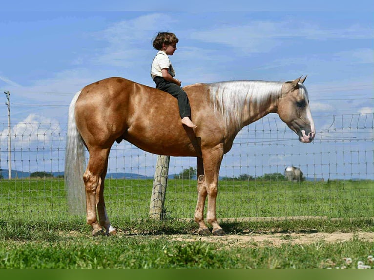 American Quarter Horse Castrone 6 Anni 150 cm Palomino in Rebersburg, PA