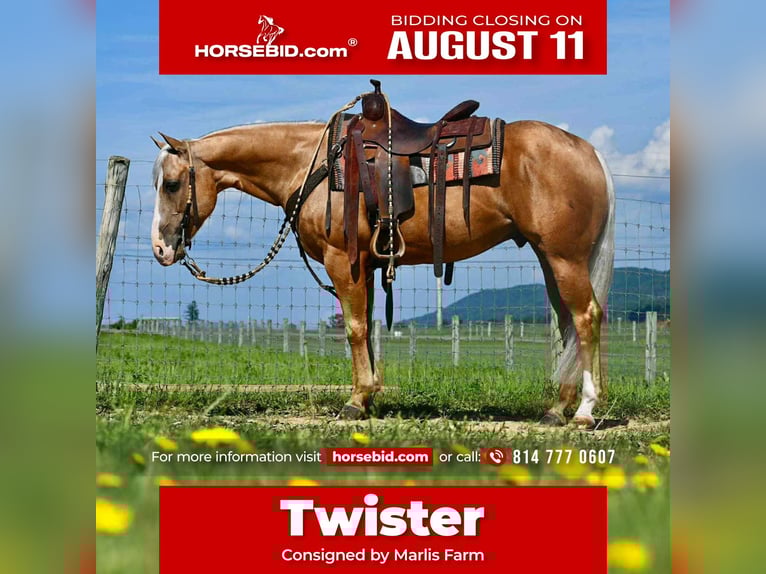 American Quarter Horse Castrone 6 Anni 150 cm Palomino in Rebersburg, PA
