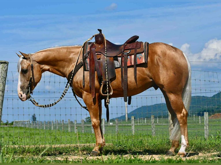 American Quarter Horse Castrone 6 Anni 150 cm Palomino in Rebersburg, PA