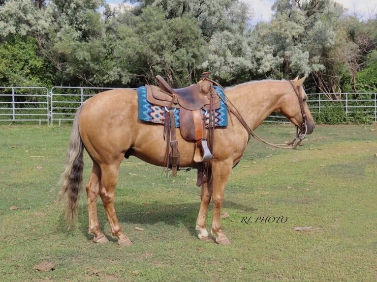 American Quarter Horse Castrone 6 Anni 150 cm Palomino in Menan, ID