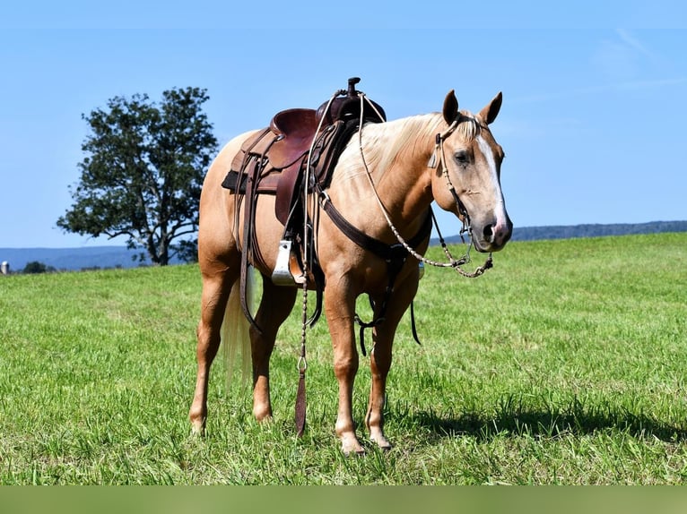 American Quarter Horse Castrone 6 Anni 150 cm Palomino in Rebersburg, PA