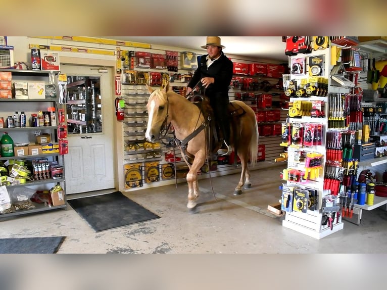 American Quarter Horse Castrone 6 Anni 150 cm Palomino in Rebersburg, PA