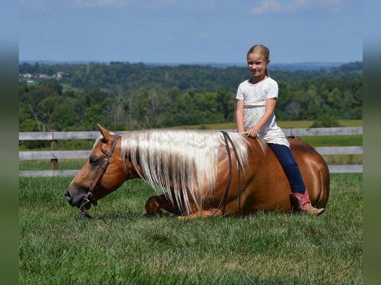 American Quarter Horse Castrone 6 Anni 150 cm Palomino in Fredericksburg, OH