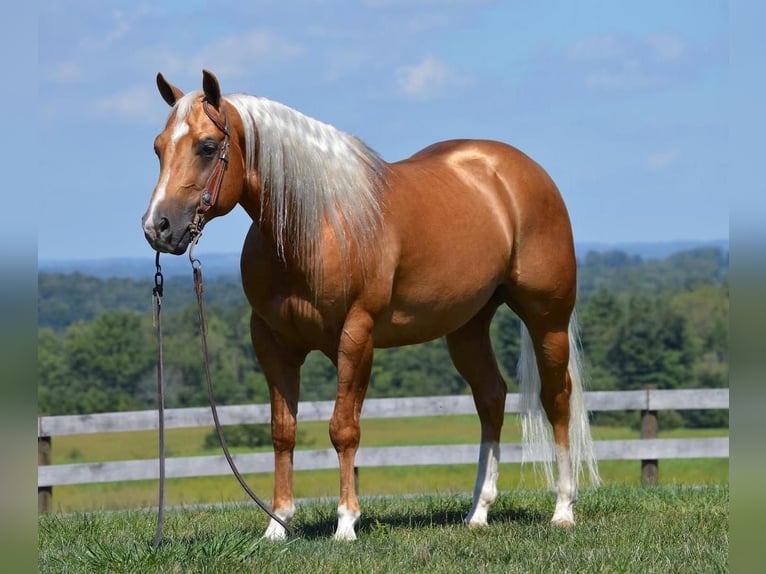 American Quarter Horse Castrone 6 Anni 150 cm Palomino in Fredericksburg, OH