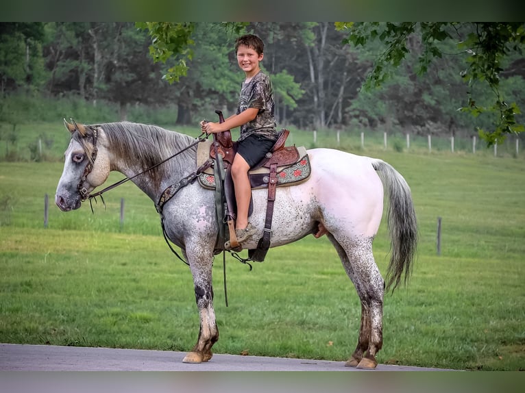 American Quarter Horse Castrone 6 Anni 150 cm Pelle di daino in Flemingsburg KY