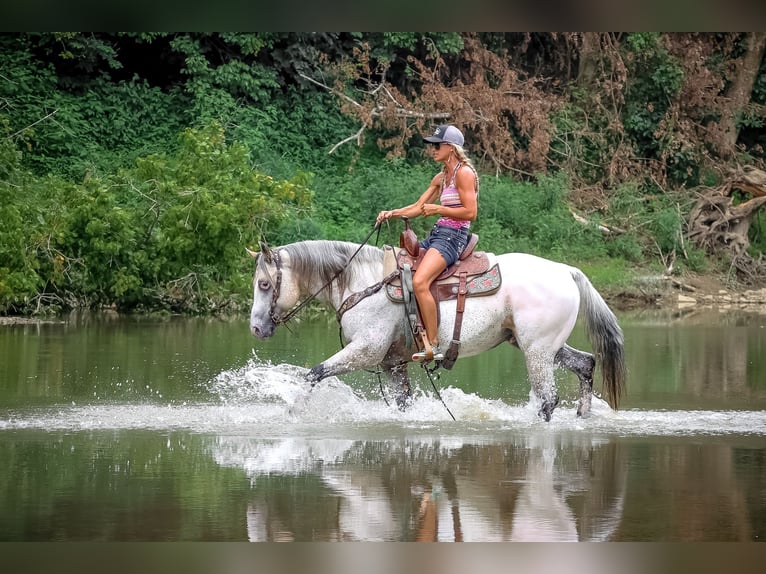 American Quarter Horse Castrone 6 Anni 150 cm Pelle di daino in Flemingsburg KY