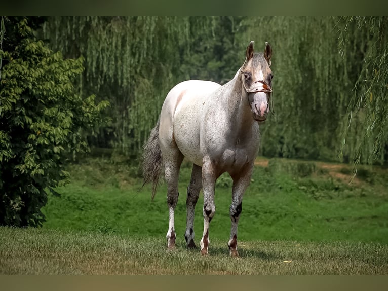 American Quarter Horse Castrone 6 Anni 150 cm Pelle di daino in Flemingsburg KY