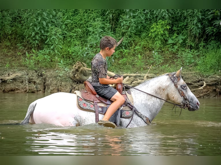 American Quarter Horse Castrone 6 Anni 150 cm Pelle di daino in Flemingsburg KY