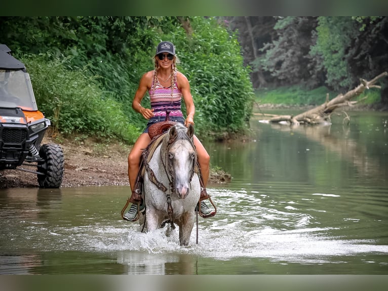 American Quarter Horse Castrone 6 Anni 150 cm Pelle di daino in Flemingsburg KY