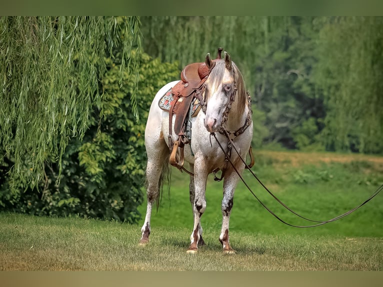 American Quarter Horse Castrone 6 Anni 150 cm Pelle di daino in Flemingsburg KY