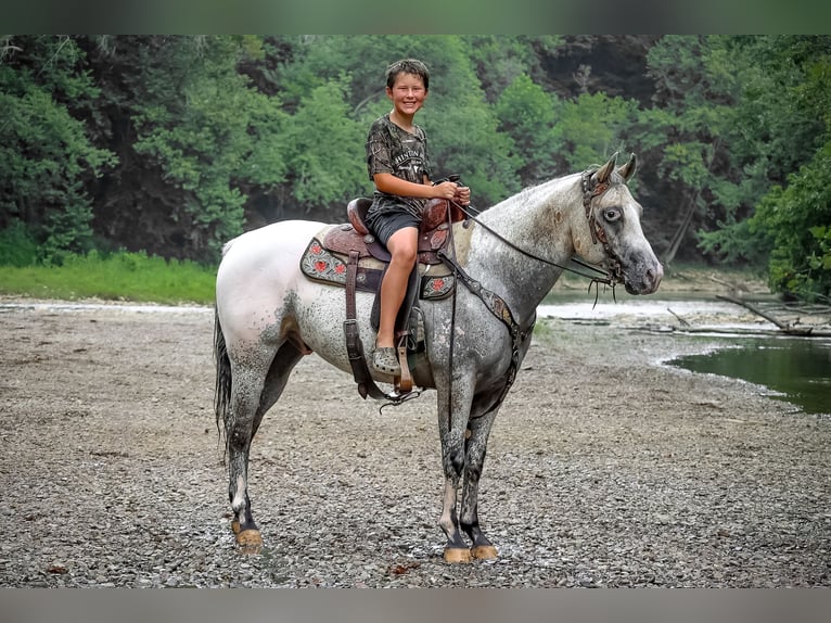 American Quarter Horse Castrone 6 Anni 150 cm Pelle di daino in Flemingsburg KY