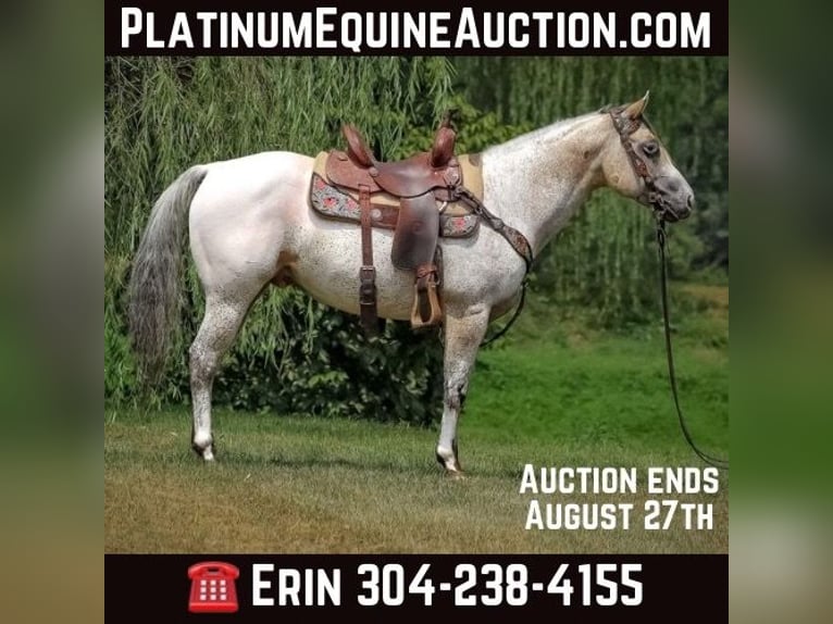 American Quarter Horse Castrone 6 Anni 150 cm Pelle di daino in Flemingsburg KY