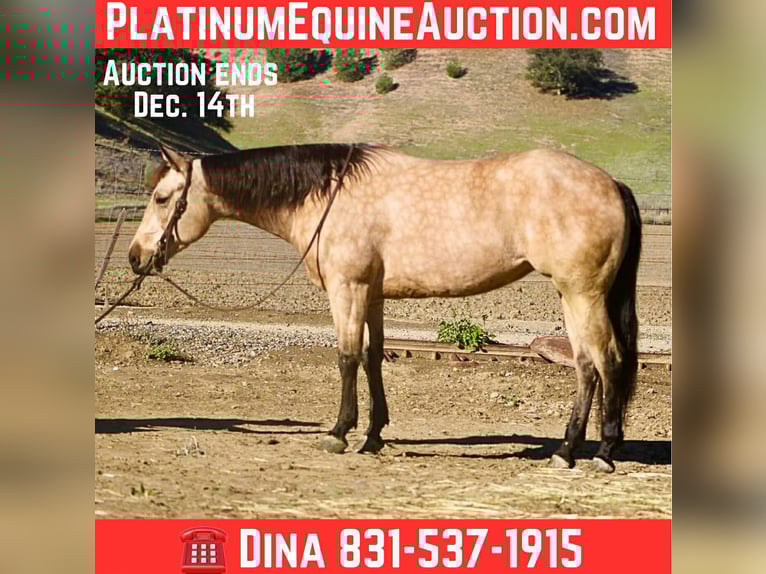 American Quarter Horse Castrone 6 Anni 150 cm Pelle di daino in Paicines CA