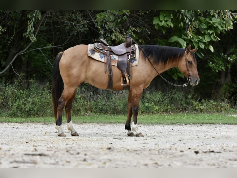 American Quarter Horse Castrone 6 Anni 150 cm Pelle di daino in SWEET SPRINGS, MO