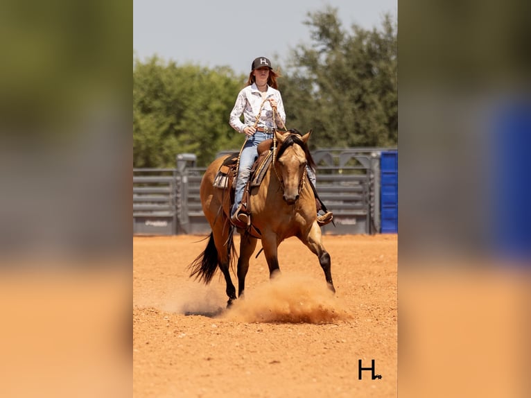 American Quarter Horse Castrone 6 Anni 150 cm Pelle di daino in Weatherford TX