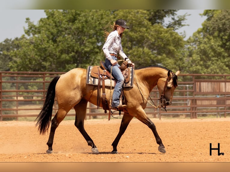 American Quarter Horse Castrone 6 Anni 150 cm Pelle di daino in Weatherford TX