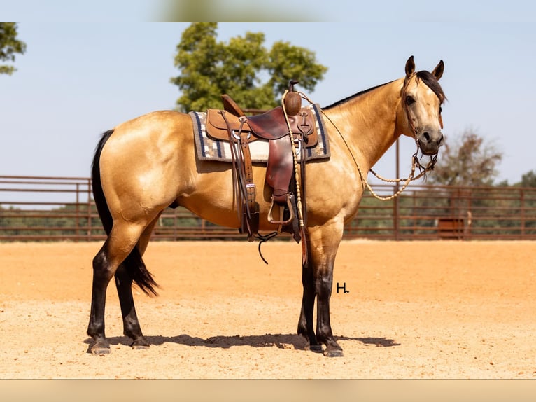 American Quarter Horse Castrone 6 Anni 150 cm Pelle di daino in Weatherford TX