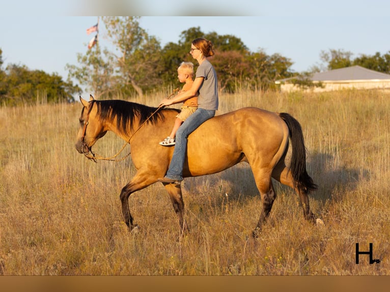 American Quarter Horse Castrone 6 Anni 150 cm Pelle di daino in Weatherford TX