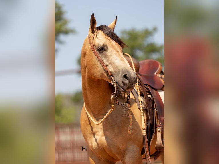 American Quarter Horse Castrone 6 Anni 150 cm Pelle di daino in Weatherford TX