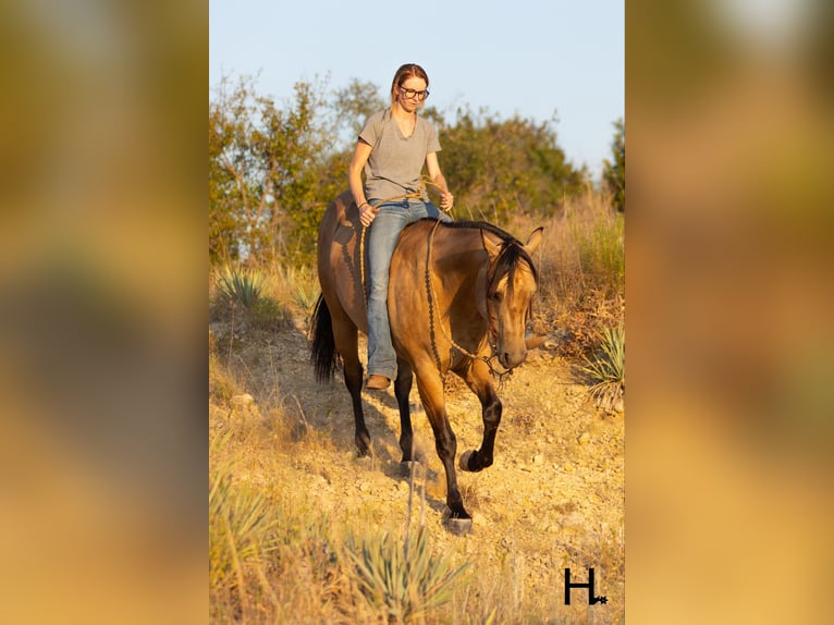 American Quarter Horse Castrone 6 Anni 150 cm Pelle di daino in Weatherford TX