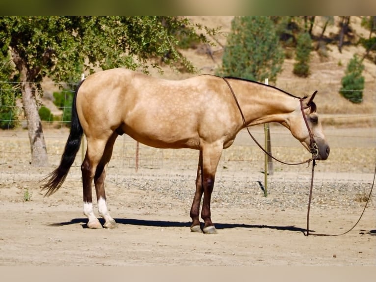 American Quarter Horse Castrone 6 Anni 150 cm Pelle di daino in Tres Pinos