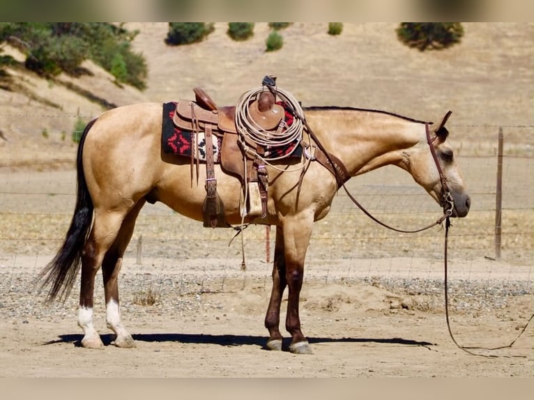 American Quarter Horse Castrone 6 Anni 150 cm Pelle di daino in Tres Pinos